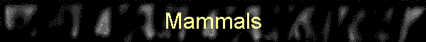Mammals