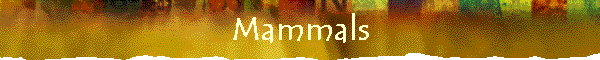 Mammals
